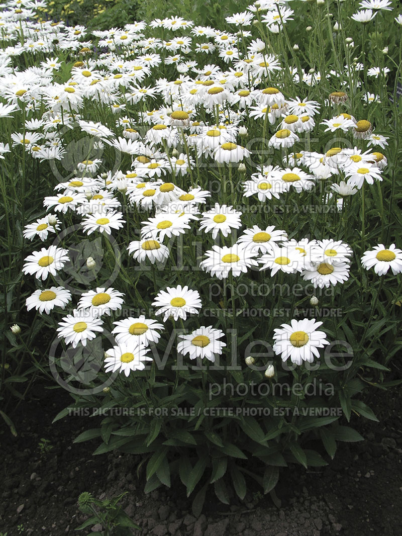 Leucanthemum aka Chrysanthemum Alaska (Shasta Daisy) 2