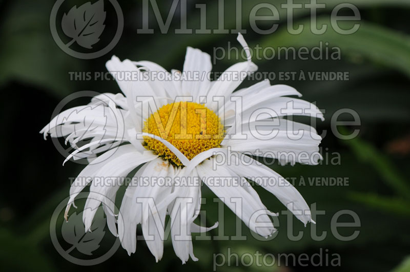 Leucanthemum aka Chrysanthemum Alaska (Shasta Daisy) 4