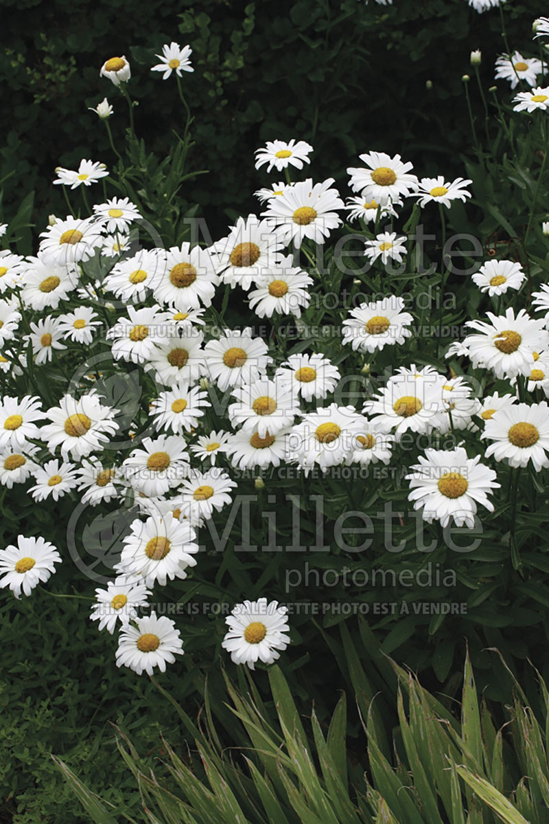 Leucanthemum aka Chrysanthemum Alaska (Shasta Daisy) 5