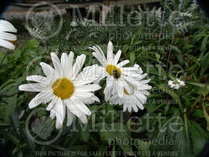 Leucanthemum Amelia (Shasta Daisy) 1  