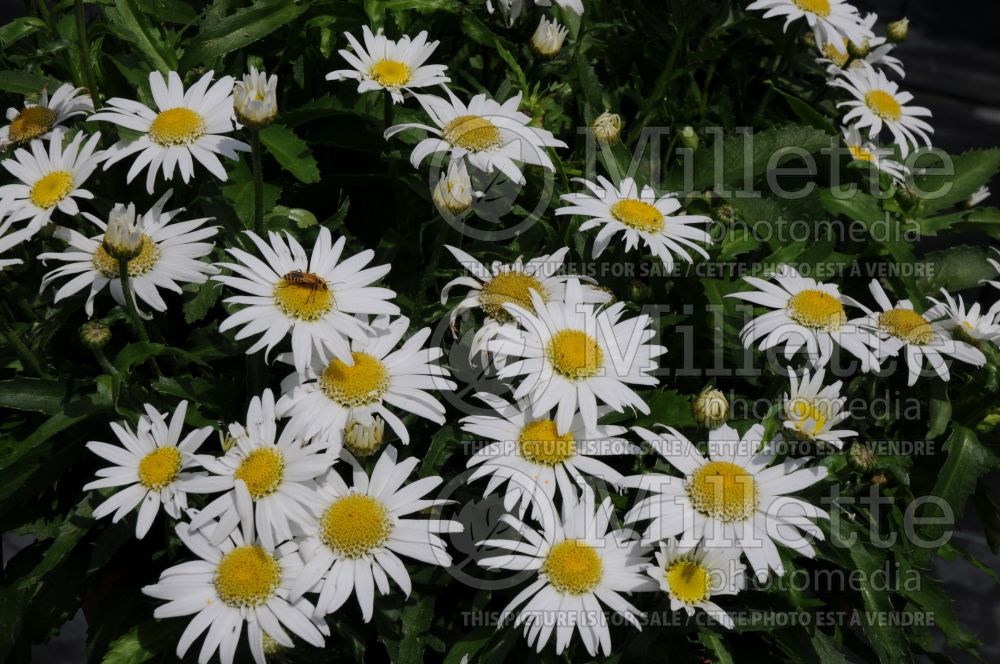 Leucanthemum Angel Daisy (Shasta Daisy) 4