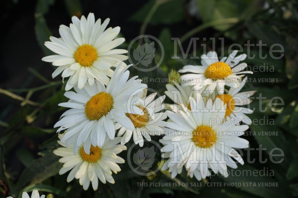 Leucanthemum aka Chrysanthemum Banana Cream (Shasta Daisy) 5  