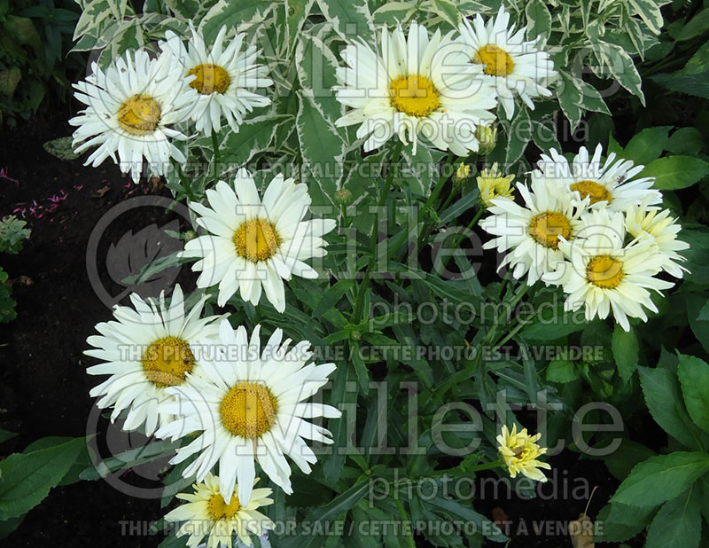 Leucanthemum aka Chrysanthemum Banana Cream (Shasta Daisy) 4  