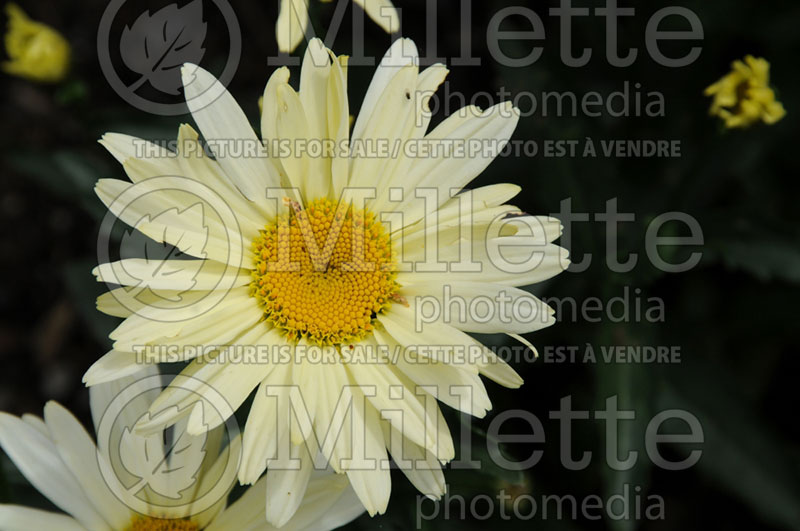 Leucanthemum aka Chrysanthemum Banana Cream (Shasta Daisy) 1