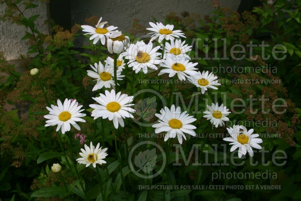 Leucanthemum Becky (Shasta Daisy)  1