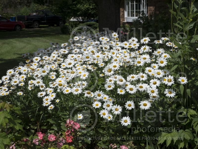 Leucanthemum Becky (Shasta Daisy) 5