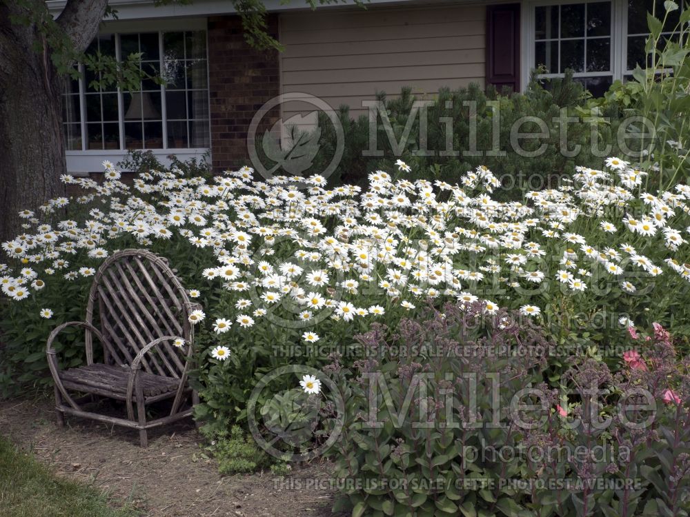 Leucanthemum Becky (Shasta Daisy) 6