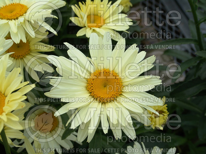 Leucanthemum Broadway Lights (Shasta Daisy) 3