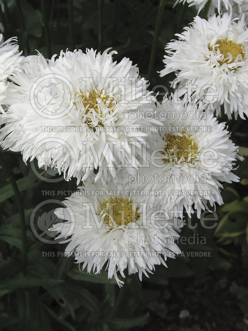 Leucanthemum Crazy Daisy (Shasta Daisy) 3