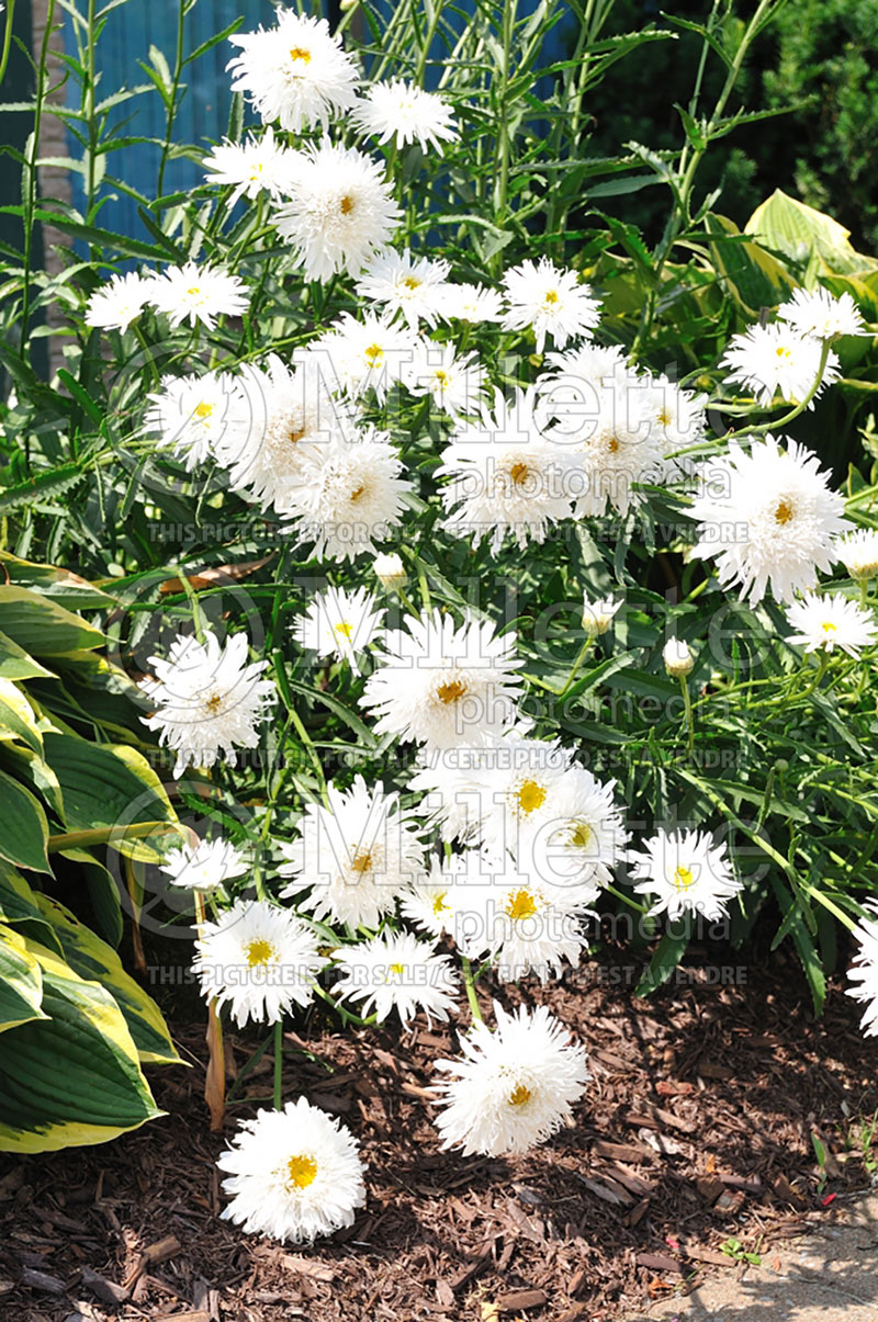 Leucanthemum Crazy Daisy (Shasta Daisy) 5