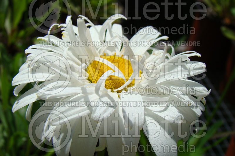 Leucanthemum Crazy Daisy (Shasta Daisy) 6