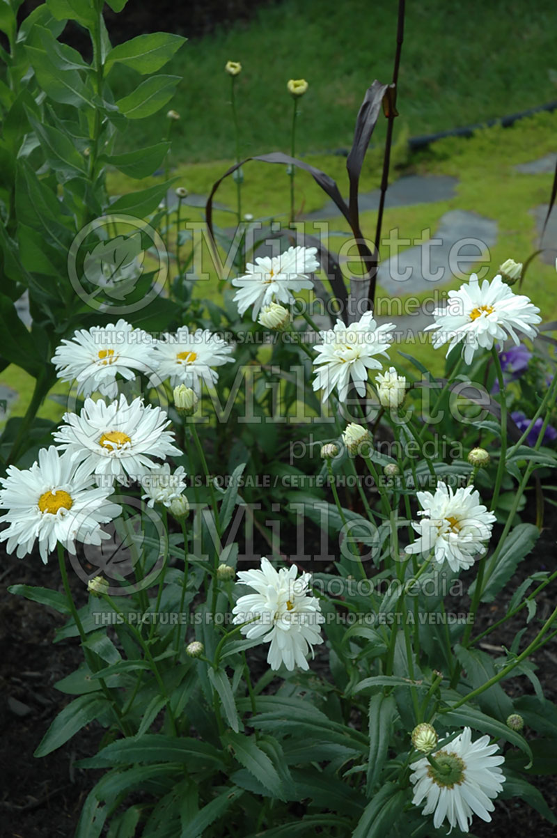 Leucanthemum Crazy Daisy (Shasta Daisy) 8