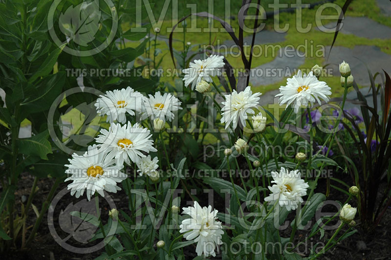 Leucanthemum Crazy Daisy (Shasta Daisy) 1