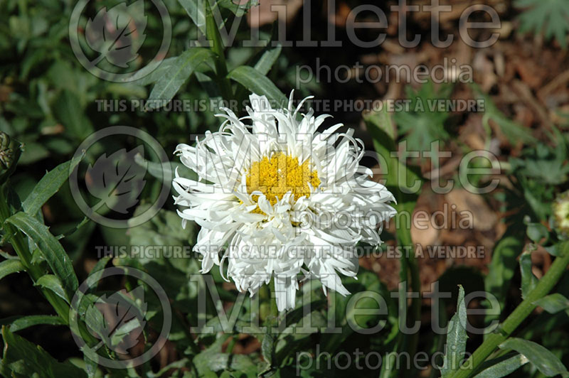 Leucanthemum Crazy Daisy (Shasta Daisy) 2