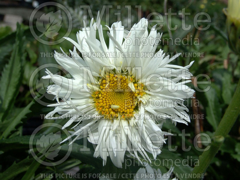 Leucanthemum Crazy Daisy (Shasta Daisy) 4