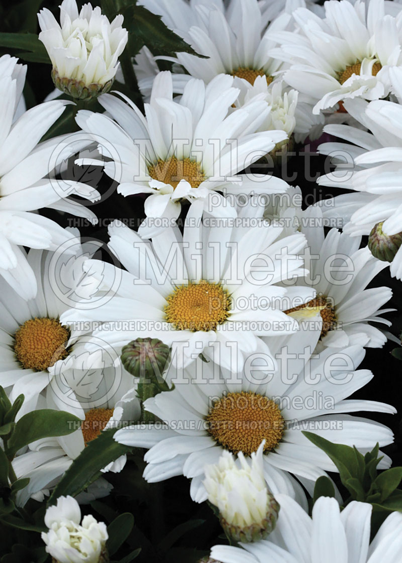 Leucanthemum aka Chrysanthemum Daisy May aka Daisy Duke (Shasta Daisy) 1  