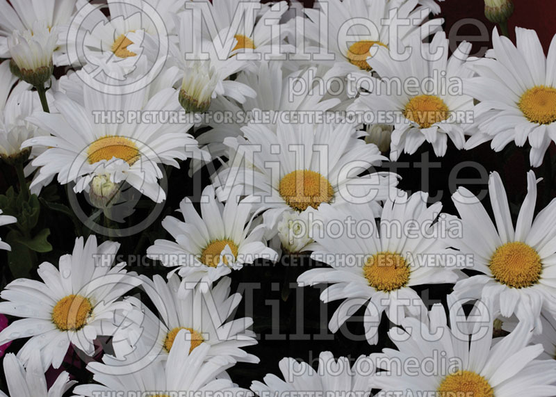 Leucanthemum aka Chrysanthemum Daisy May aka Daisy Duke (Shasta Daisy) 2  