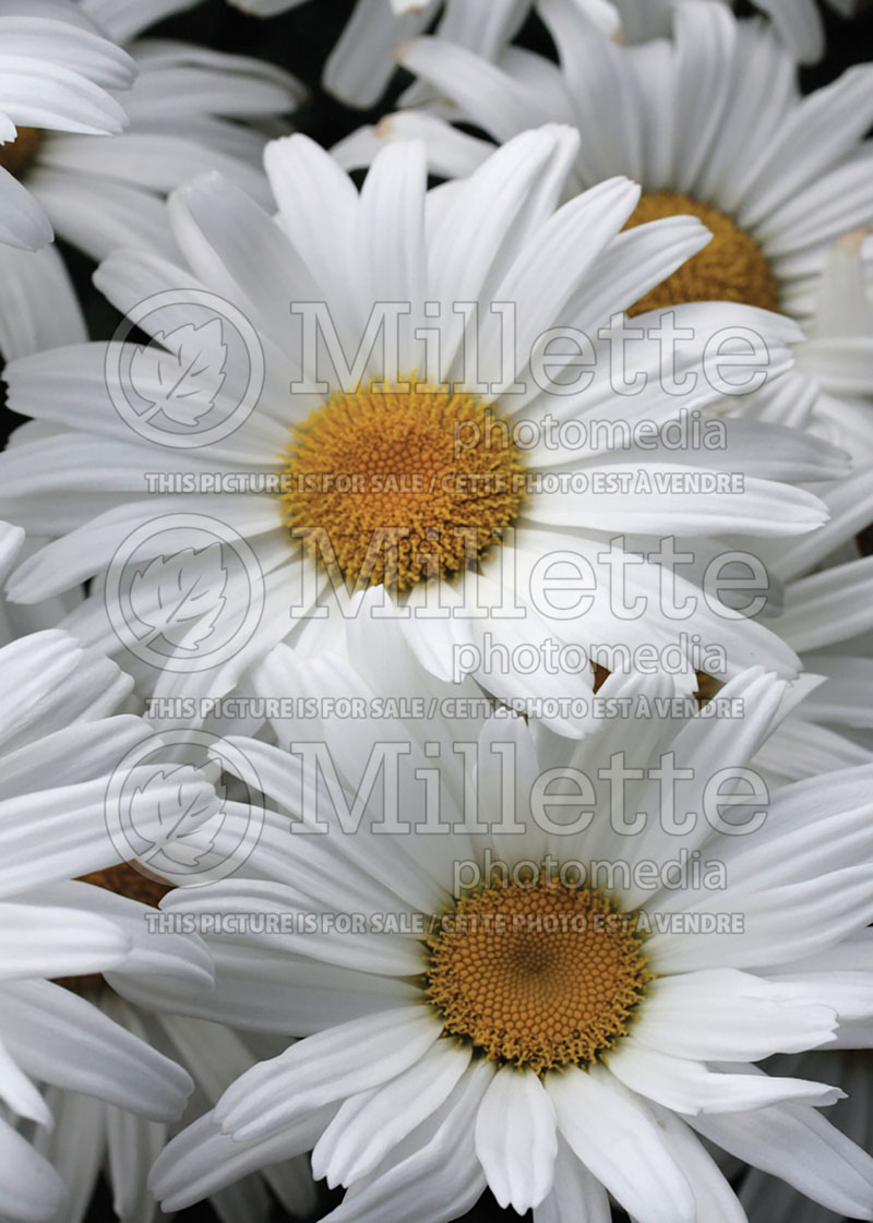 Leucanthemum aka Chrysanthemum Daisy May aka Daisy Duke (Shasta Daisy) 3  