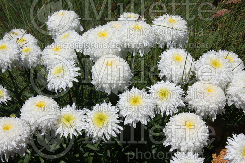 Leucanthemum Fiona Coghill (Shasta Daisy) 3  