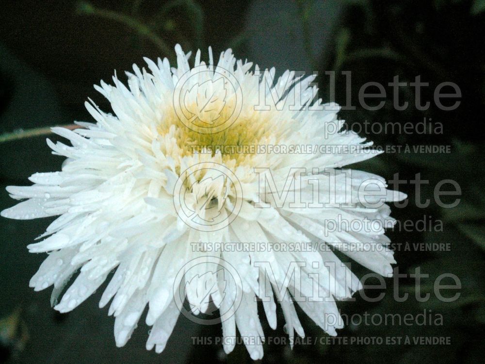 Leucanthemum Fiona Coghill (Shasta Daisy) 1  