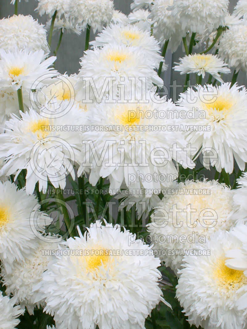 Leucanthemum Fiona Coghill (Shasta Daisy) 2  