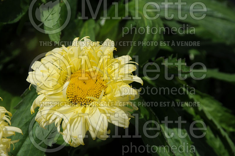 Leucanthemum aka Chrysanthemum Goldfinch (Shasta Daisy) 1