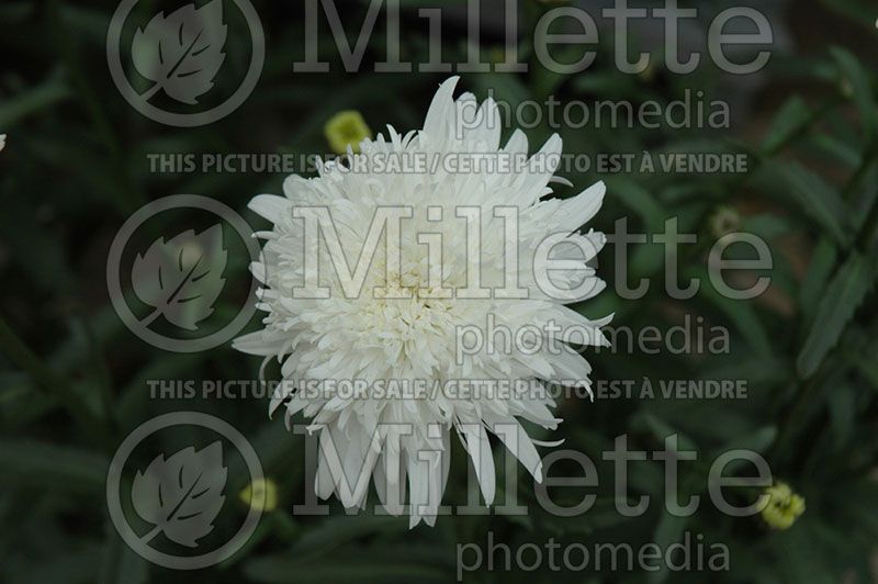 Leucanthemum Ice Star (Shasta Daisy) 2