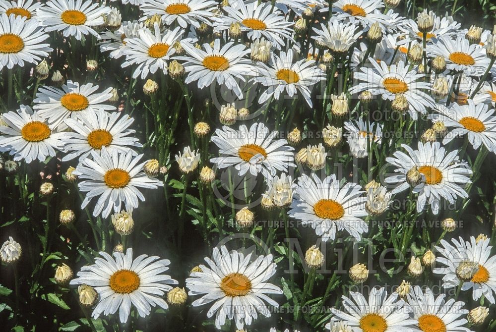 Leucanthemum superbum (Shasta daisy) 2