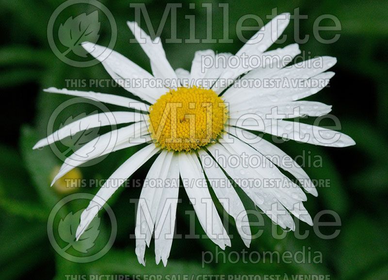 Leucanthemum superbum (Shasta Daisy) 1