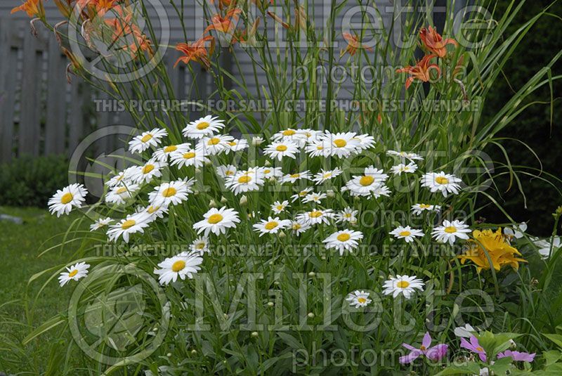 Leucanthemum superbum (Shasta Daisy)   2