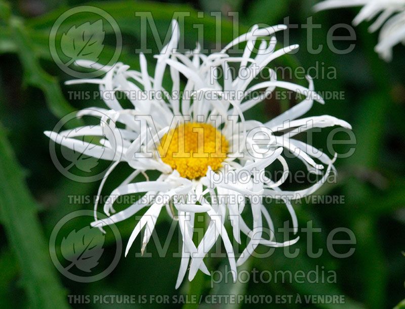 Leucanthemum aka Chrysanthemum Old Court (Shasta Daisy) 1