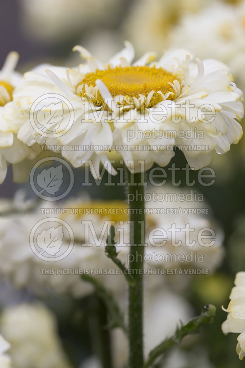 Leucanthemum Real Dream (Shasta Daisy) 2  