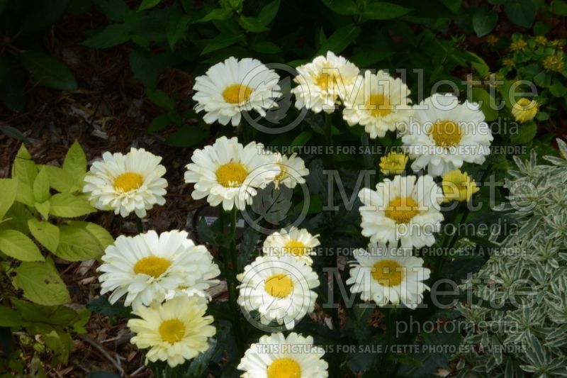 Leucanthemum Real Dream (Shasta Daisy) 4  