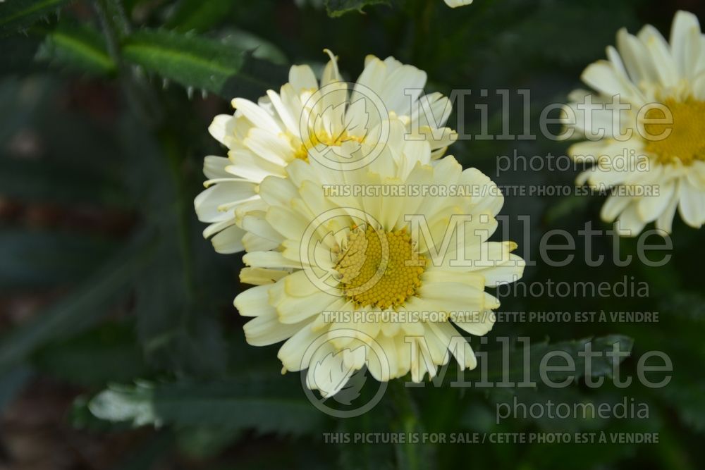 Leucanthemum Real Dream (Shasta Daisy) 3  