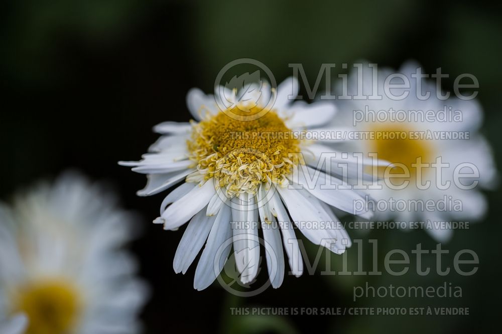 Leucanthemum Real Glory (Shasta Daisy) 3