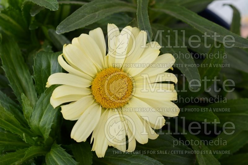 Leucanthemum or Chrysanthemum Real Sunbeam (Shasta Daisy) 1