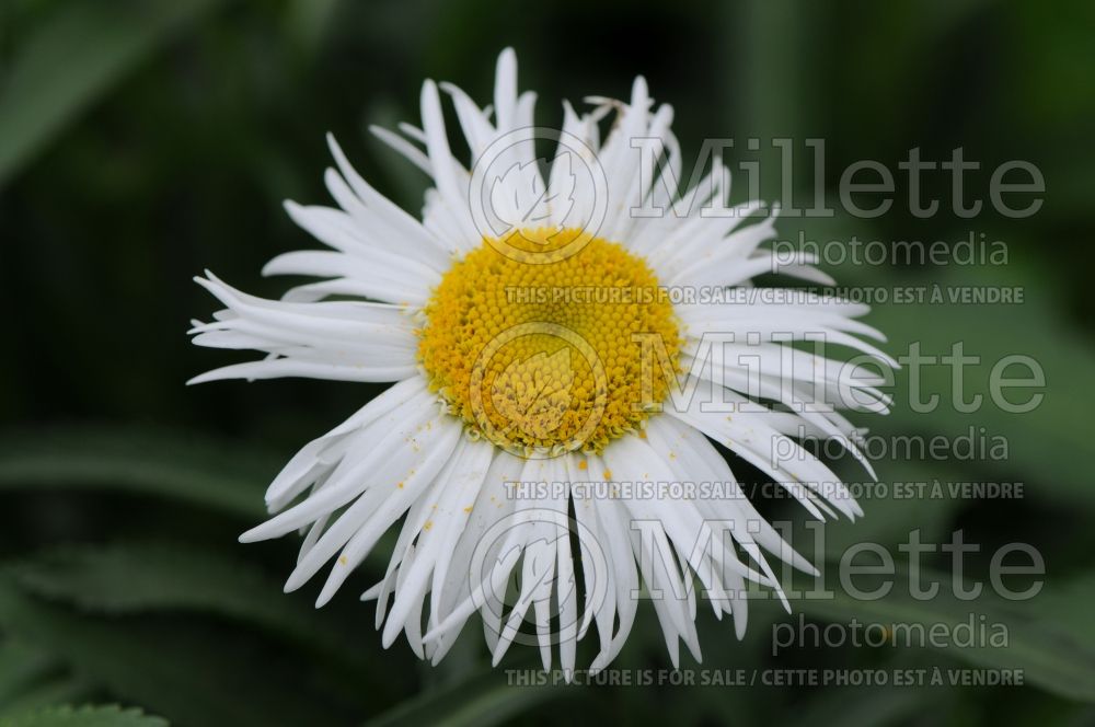 Leucanthemum Rijnsburg Glory (Shasta Daisy) 1