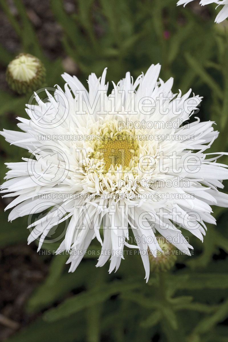 Leucanthemum Sante (Shasta Daisy) 2