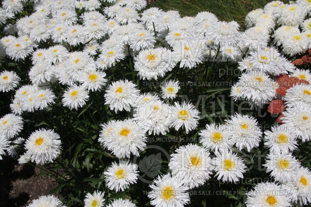 Leucanthemum Sante (Shasta Daisy) 1