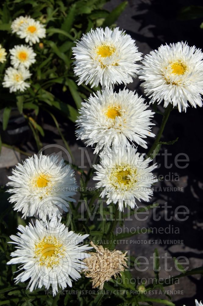 Leucanthemum Sante (Shasta Daisy) 4