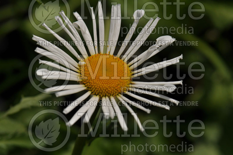 Leucanthemum Silver Princess (Shasta Daisy) 2  