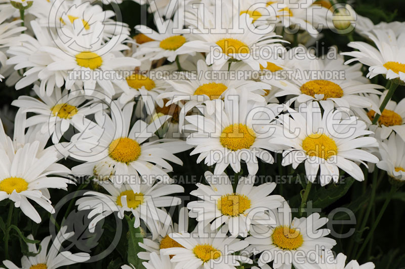 Leucanthemum Silver Princess (Shasta Daisy) 1  