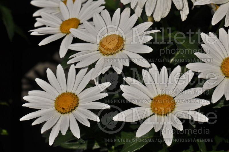 Leucanthemum Snowcap (Shasta Daisy) 9