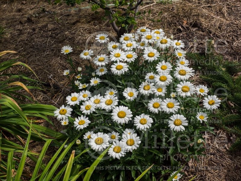 Leucanthemum Snowcap (Shasta Daisy) 11