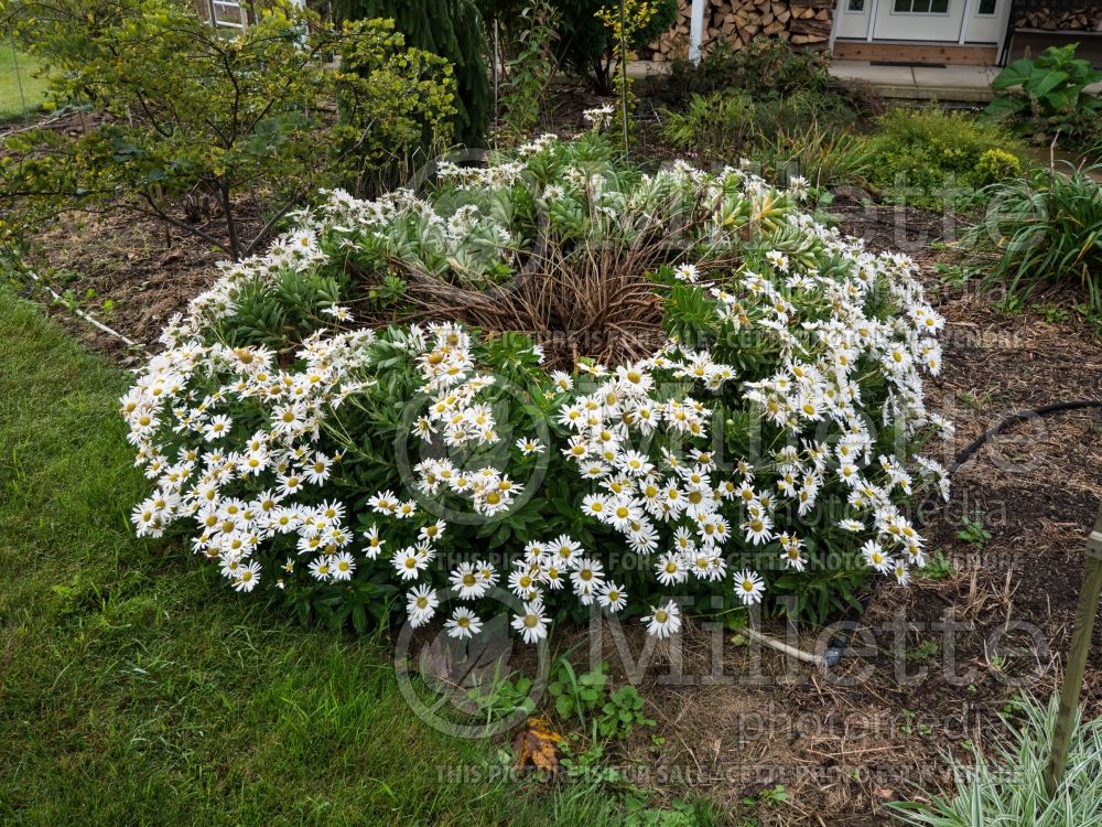 Leucanthemum Snowcap (Shasta Daisy) 12