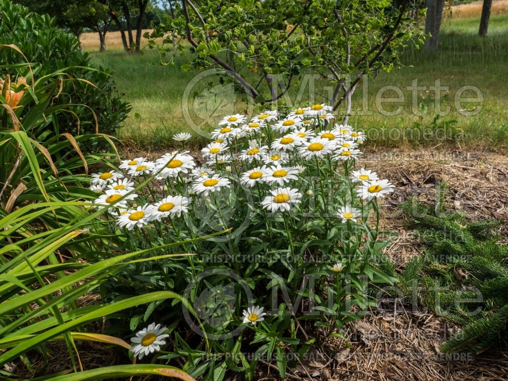 Leucanthemum Snowcap (Shasta Daisy) 13