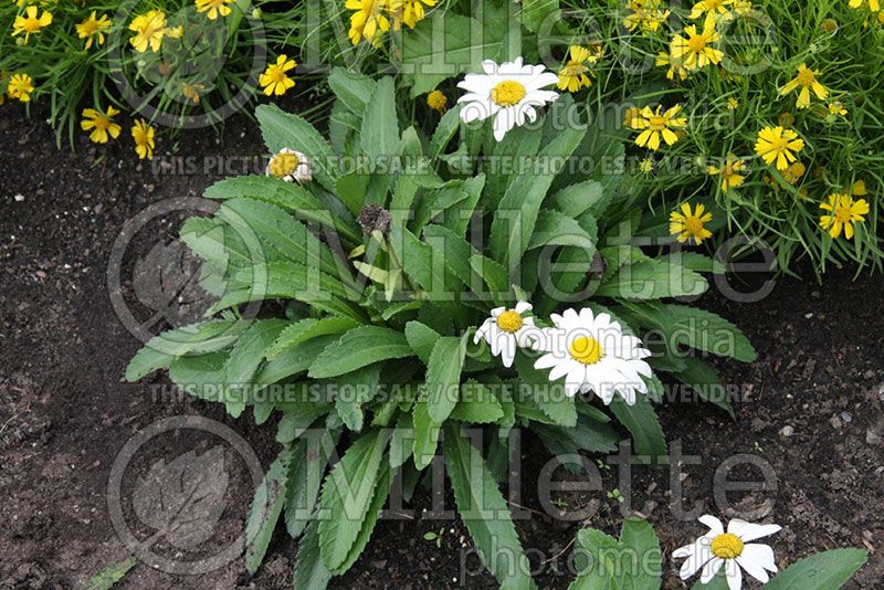 Leucanthemum Snowcap (Shasta Daisy) 1