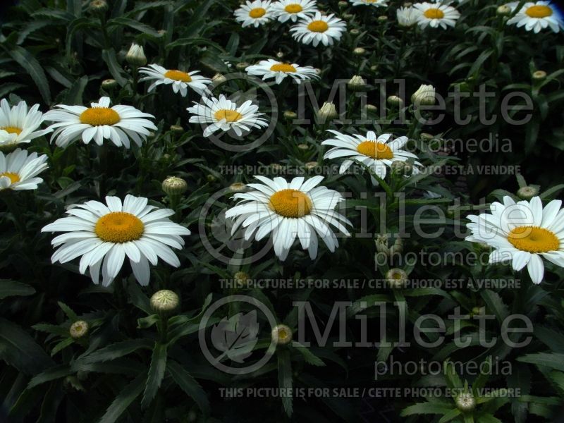 Leucanthemum Snowcap (Shasta Daisy) 5