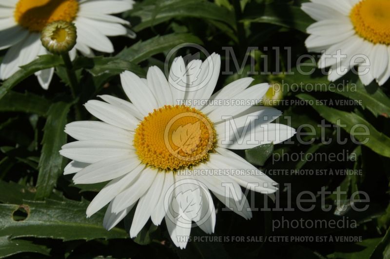 Leucanthemum Snowcap (Shasta Daisy) 6