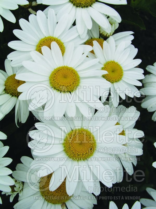 Leucanthemum Snowcap (Shasta Daisy) 8